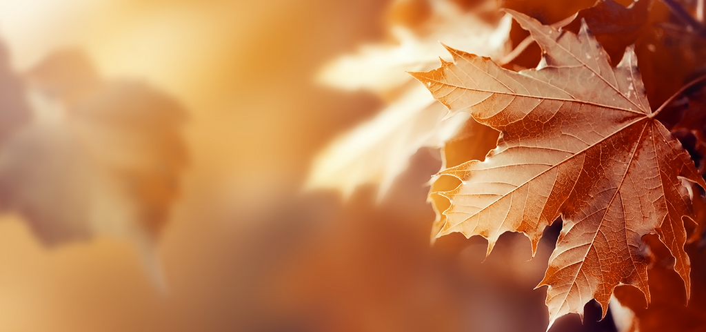 Como mejorar el sistema inmune durante el otoño.