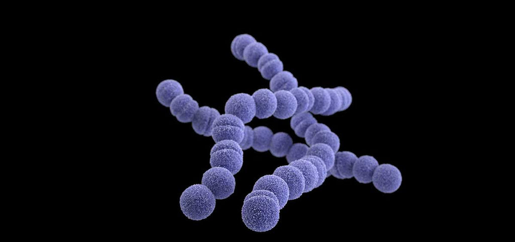 Streptococcus pyogenes: la bacteria detrás de las anginas